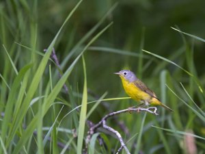 Nashville Warbler