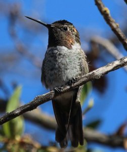 Anna's hummingbird