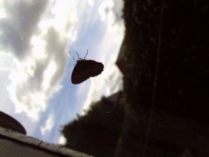 Ringlet Butterflie.