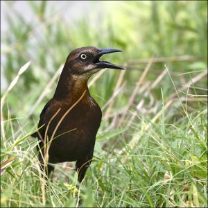 Great-tailed Grackle (female)