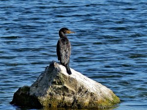 Cormorant