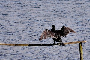 Cormorant