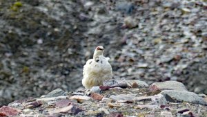 Rock Ptarmigan