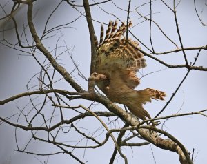 Brown Fish Owl