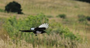 Magpie