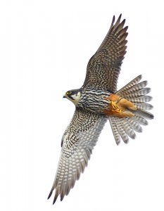 Hobby with a Dragonfly