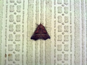 Herald Moth