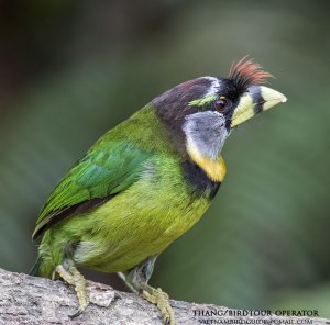 Fire-tufted barbet