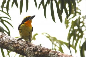 Gilded Barbet, male