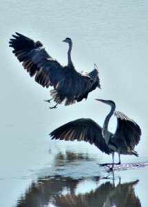 Grey Herons