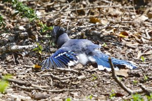 Blue Jay