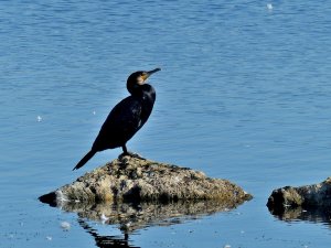 Cormorant