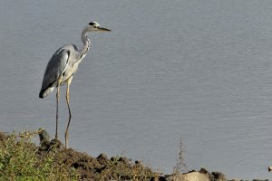 Grey Heron