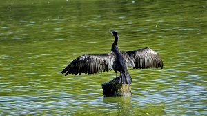 Cormorant