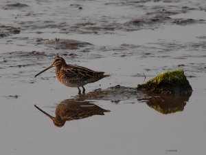 A gorgeous bird and another lifer!