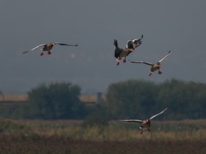 Untidy short finals!