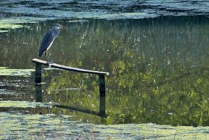 Grey Heron