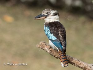 Blue-winged Kookaburra