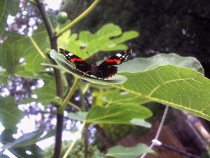 Red Admiral    Looking right on.