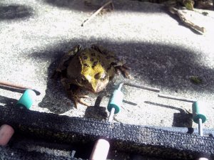 Garden Frog     Rana temporaria
