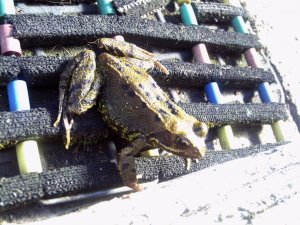 Garden Frog