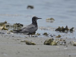 Black Tern