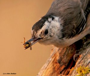 White-breasted Nuthatch