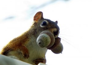 American Red Squirrel