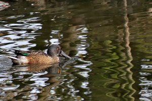 Shoveler Female