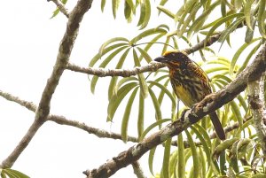 Gilded Barbet (female)