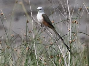 Scissor-tailed Flycatcher