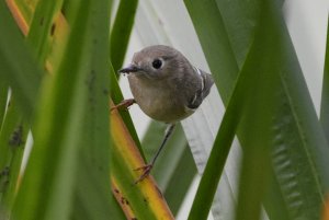 Ruby crowned kinglet