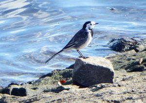 Pied Wagtail