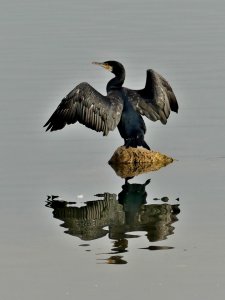 Cormorant