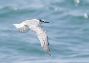 Aleutian Tern