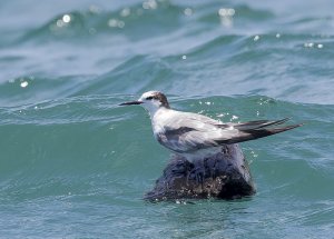 Aleutian Tern