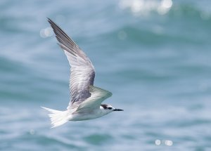 Aleutian Tern