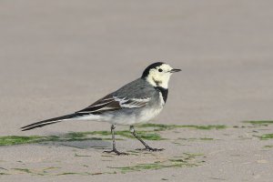 Pied Wagtail