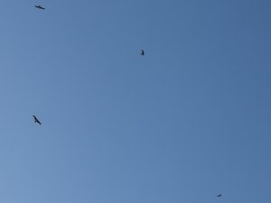 Red Kite x 4