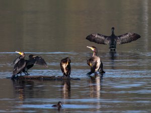 Cormorants enjoying a bit of sun!