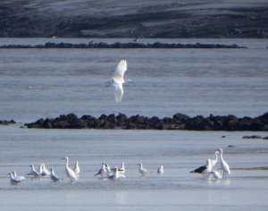 Little Egrets