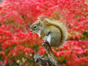 American Red Squirrel