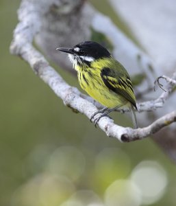 Painted Tody-Flycatcher