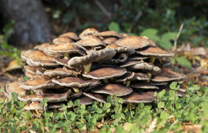 Sulphur tuft mushrooms