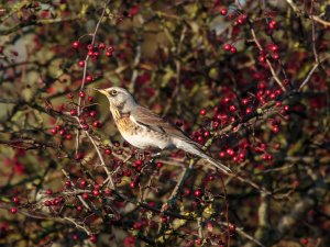 Fieldfare