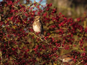 Redwing