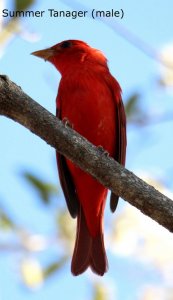 Summer Tanager