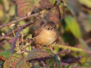 Wren in the undergrowth