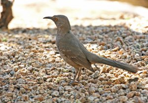 Long beaked bird from Phoenix, Arizona