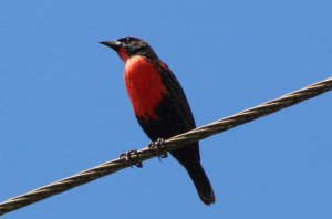 Red - breasted Blackbird (male)